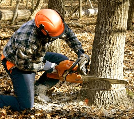 Tree Removal in Shiro, TX